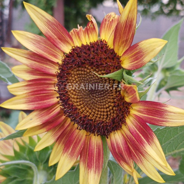 Sunflower mixture image